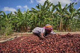 Ghana’s Cocoa Output Could Drop 16% as Climate, Disease and Galamsey Threaten Farms