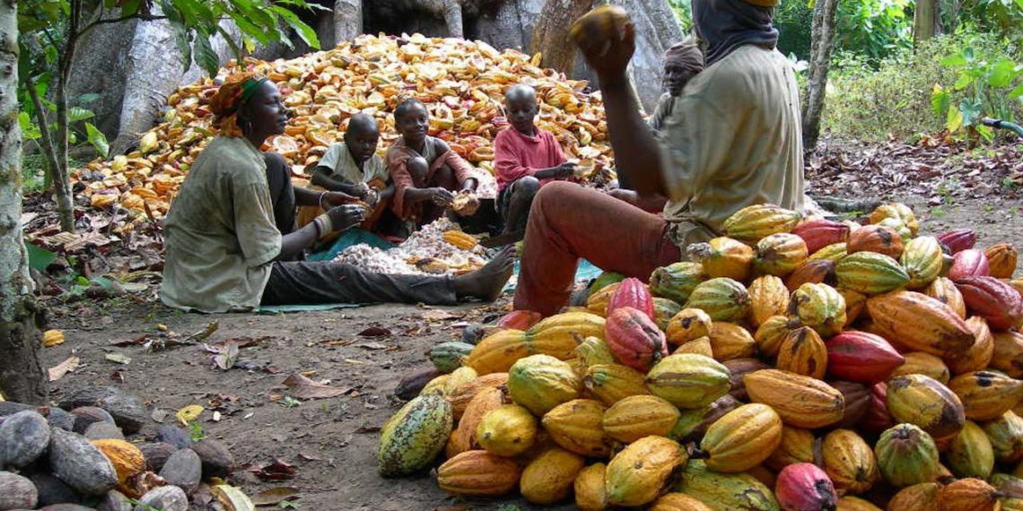 COCOBOD Raises GH¢3.39bn, but Funding Shortfall Raises Concerns Over Cocoa Season